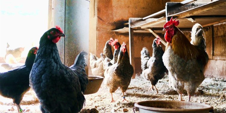 Jak zaprojektować wydajny i higieniczny system odbioru krwi w nowoczesnej ubojni drobiu?